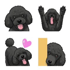 Toy Poodle - Black (Dog)