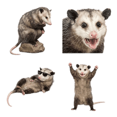 โอพอสซัม ภาพสมจริง