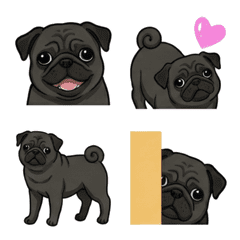 ปั๊ก สีดำ (หมา)