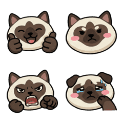 Round Birman Cat  20th