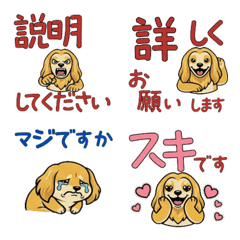 Polite Reaction Afghan Hound  17th