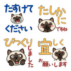 Polite Birman Cat  24th