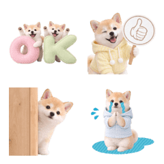 気持ち伝わる癒やし柴犬