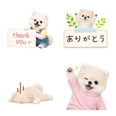 気持ち伝わる癒やしポメラニアン