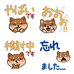 แมวแบมบิโน่หน้ากลม สุภาพ  23rd