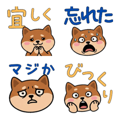 Kucing Bambino Bulat  21st