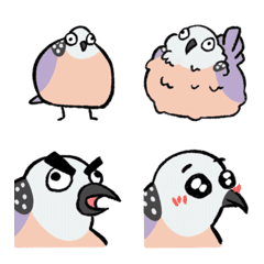 古菇顧aka隨便鳩 珠頸斑鳩