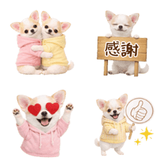 気持ち伝わる癒やしチワワ