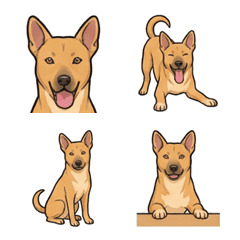 สุนัขไต้หวัน(Formosan) สีฟอน (หมา)