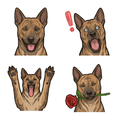 สุนัขไต้หวัน(ฟอร์โมซาน) ลายเสือ (หมา)