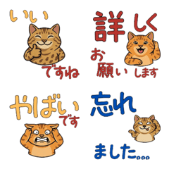 แมวออซิแคต สุภาพดุ๊กดิ๊ก  18th