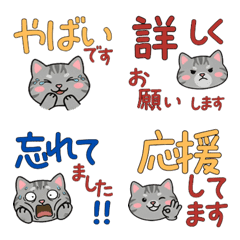 อเมริกันช็อตแฮร์สุภาพดุ๊กดิ๊ก  24th