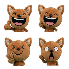 ชิวาวาน้ำตาลดุ๊กดิ๊ก  8th