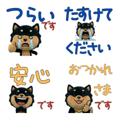 ชิบะดำสุภาพขยับ  12th