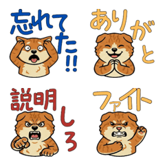 แมวคินคาโลว์ ดุ๊กดิ๊ก  16th