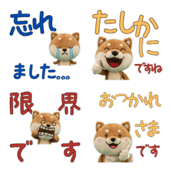 ชิบะสุภาพขยับ 12th