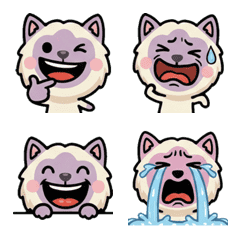 แมวไลแลคพอยท์ ขยับได้  2nd