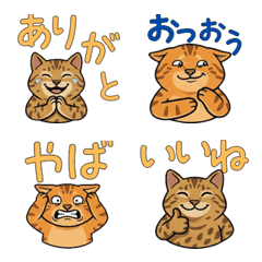 Animated Ocicat  16th