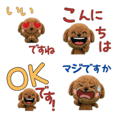 Animated Polite Toy Poodle 12th