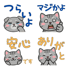 Animated American Shorthair  22nd