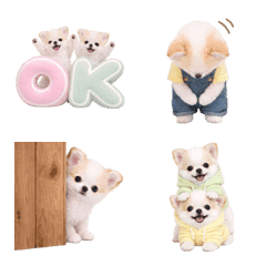 気持ち伝わる癒やしチワポメ