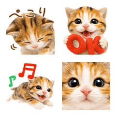 気軽に使える♪子ねこ絵文字