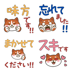 Polite Round Face AmStaff  23rd