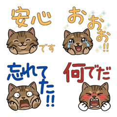 Round Face American Bobtail  3rd