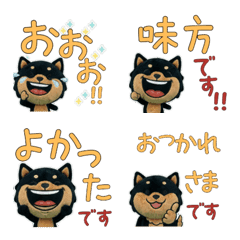 Polite Black Shiba Inu  11th