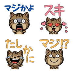 Overreaction Classic Tabby  3rd