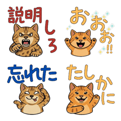 Reaction Ocicat  15th