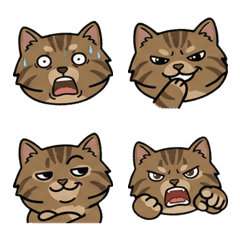 Round Face American Bobtail  19th