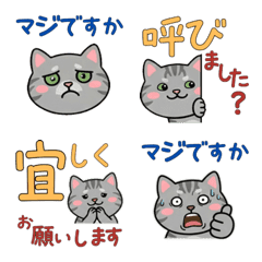 Polite American Shorthair  23rd