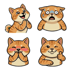 Animated Exotic Shorthair  14th