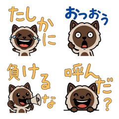 Overreaction Chocolate Point Cat  3rd