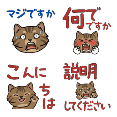 Anim. Polite Round Face Am-Bobtail 6th