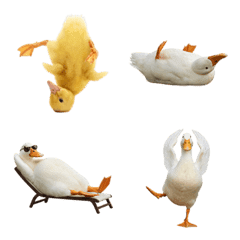 เป็ด ภาพสมจริง