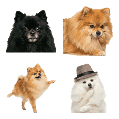 ปอมเมอเรเนียน ภาพสมจริง 2