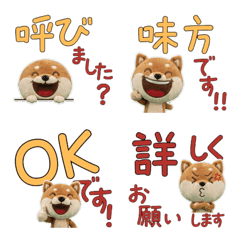 Polite Brown Shiba Inu  11th