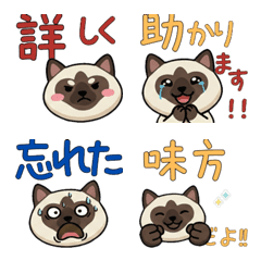 Round Birman Cat  21st