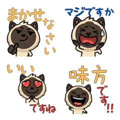 Polite Seal Point Cat  5th