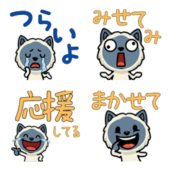 Overreaction Blue Point Cat  3rd