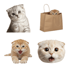 スコティッシュフォールドの子猫