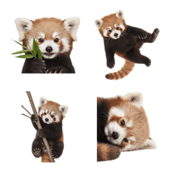 แพนด้าแดง ภาพสมจริง