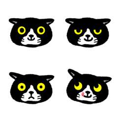 Black and white cat with droopy ears