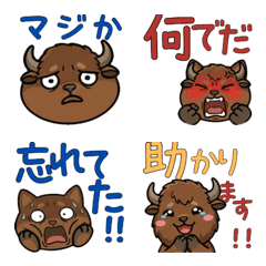 丸顔アメリカバイソン21