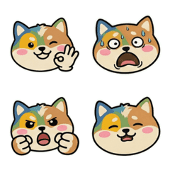 丸顔インコッカー19