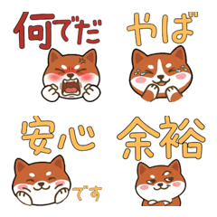 Round Face AmStaff  21st