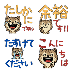 動く敬語のスポッテッドタビー6