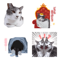 [Honorific] Moving Shirasu Daily Emoji